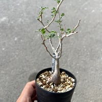 パキコルムス ディスカラー 1