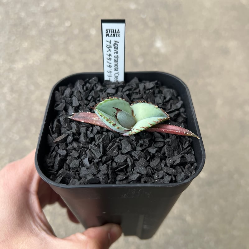 Agave titanota 'Creep'5 | STELLA.PLANTS