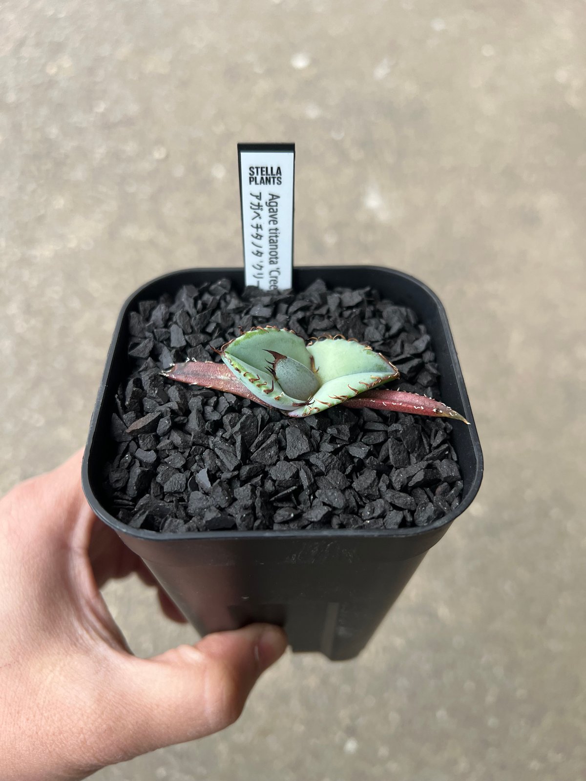 Agave titanota 'Creep'5 | STELLA.PLANTS