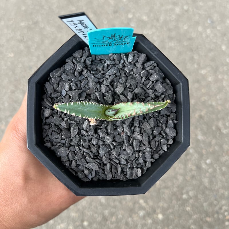 Agave 'White Fang' 3 アガベ ホワイトファング | STELLA.PLANTS