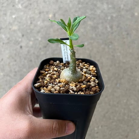 パキポディウムサキュレンタム | STORES 