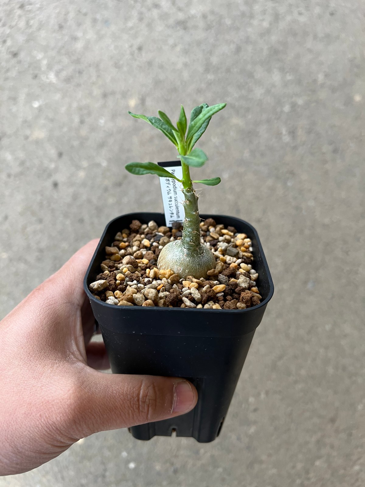 本日限定パキポデュウムサキュレンタム