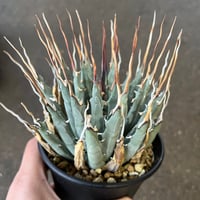 ユタエンシス エボリスピナ