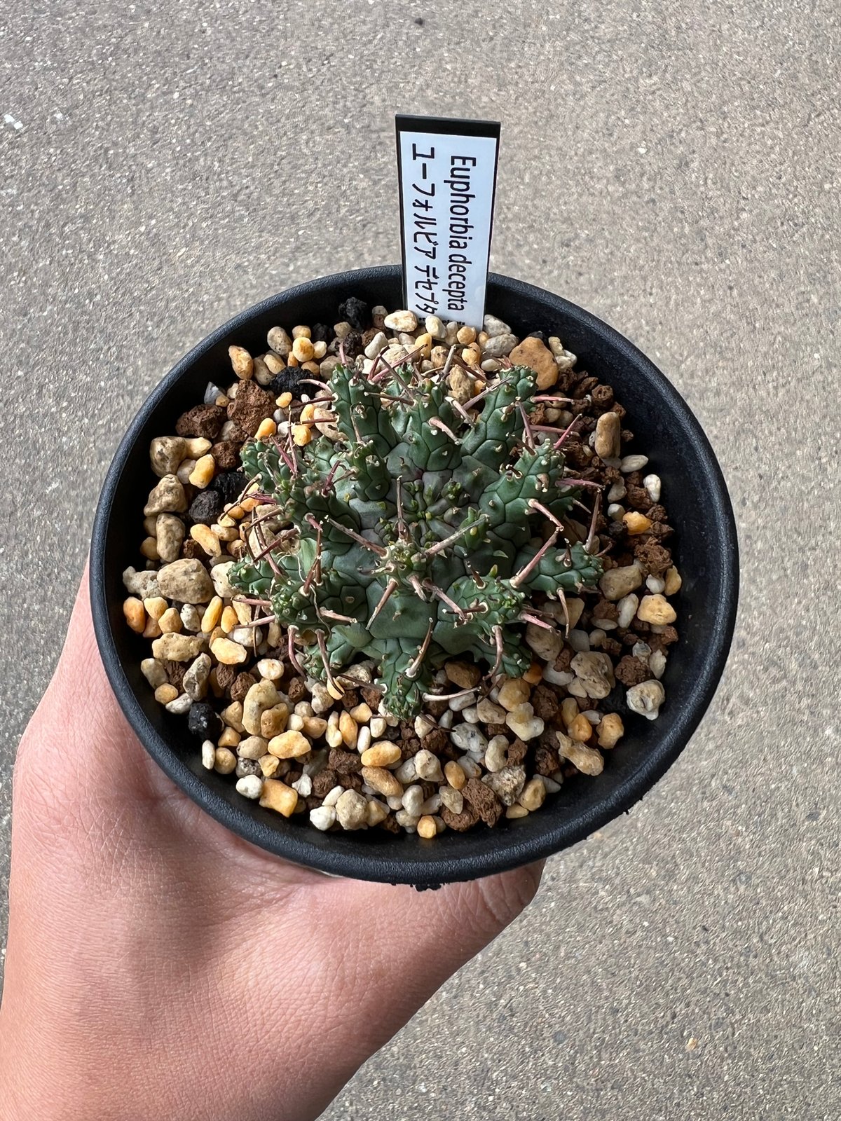 ユーフォルビア アストロフォラ2 | STELLA.PLANTS