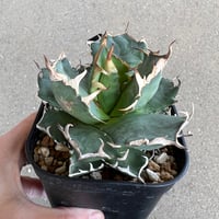 Agave 'White Fang' 3 アガベ ホワイトファング | STELLA.PLANTS