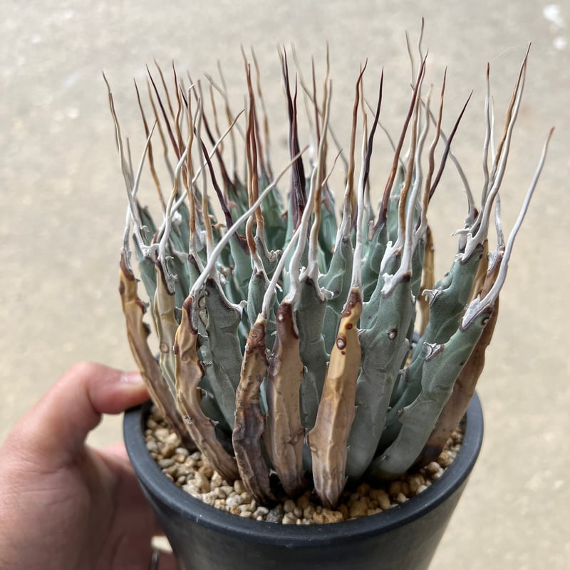 ユタエンシス エボリスピナ | STELLA.PLANTS ユタエンシス エボリスピナ | STELLA.PLANTS