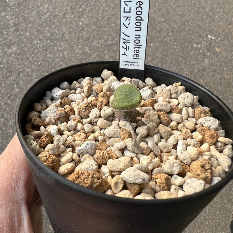 チレコドン ノルティ2 | STELLA.PLANTS