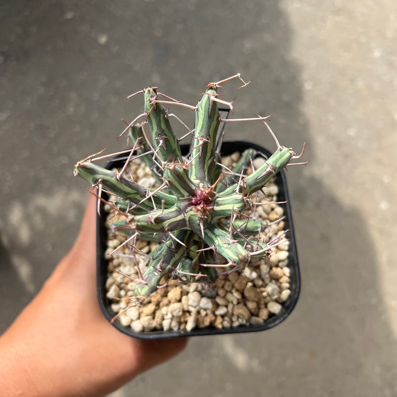 ユーフォルビア シザカンサ | STELLA.PLANTS