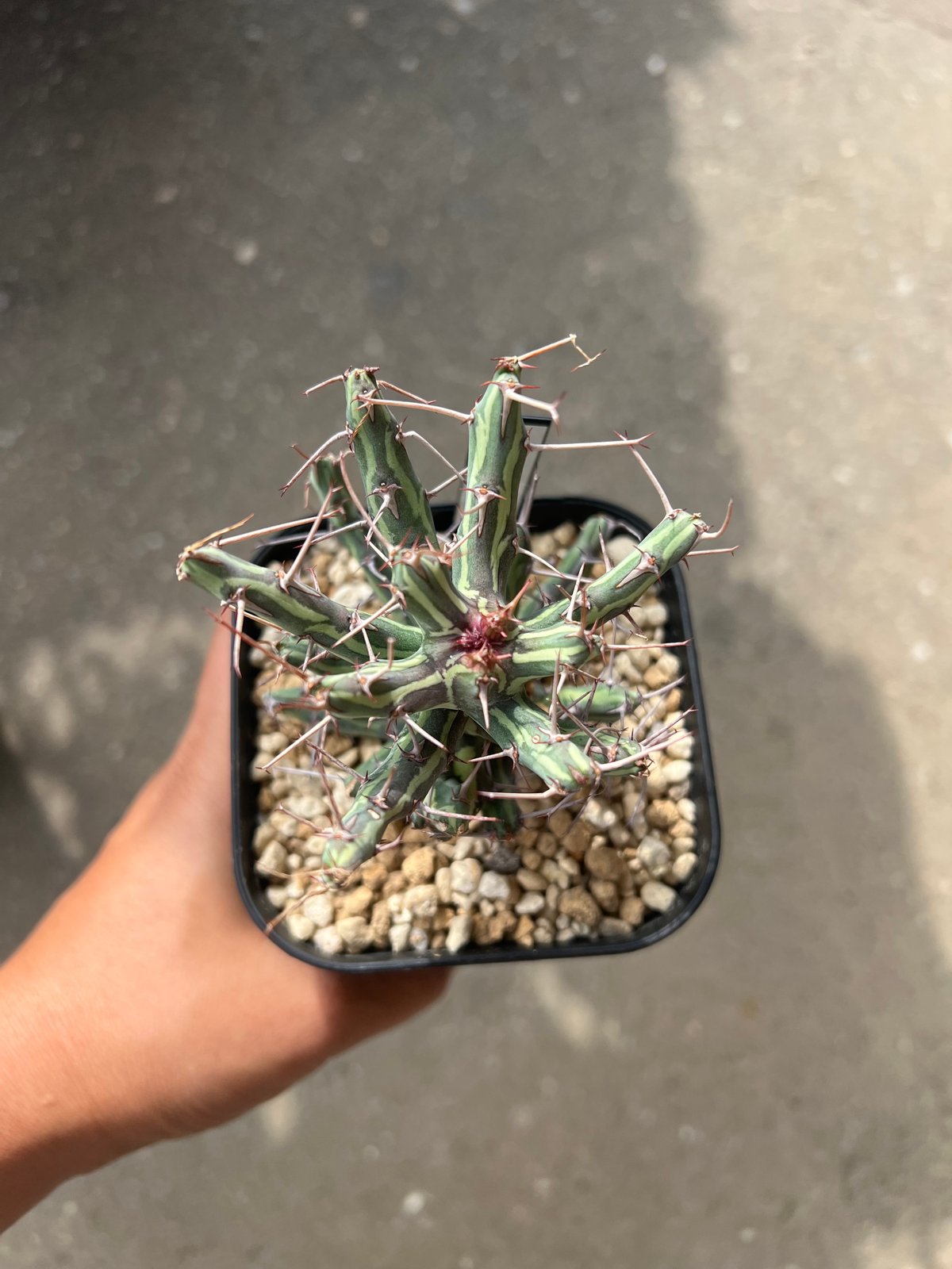 fit=scale-down,w=1200