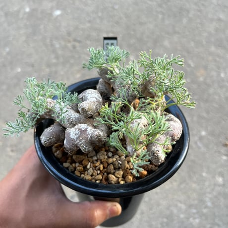 モンソニア ムルチフィダ