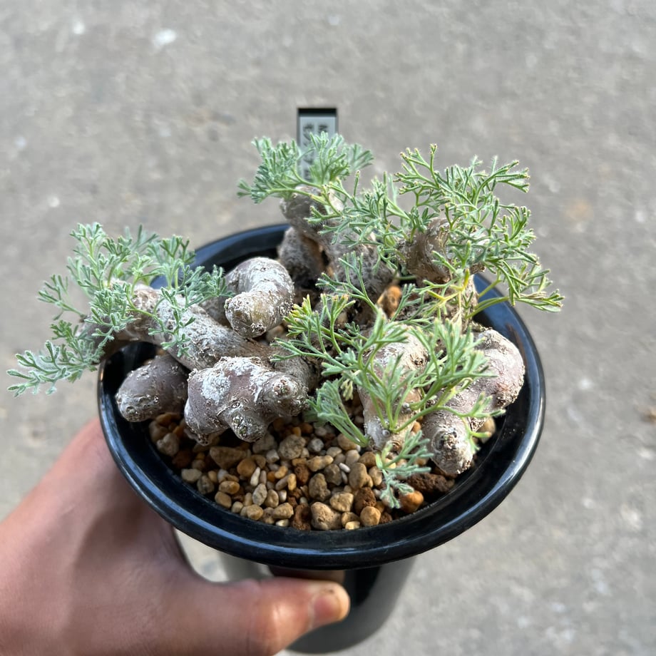 66deb1585015b20166f4249f