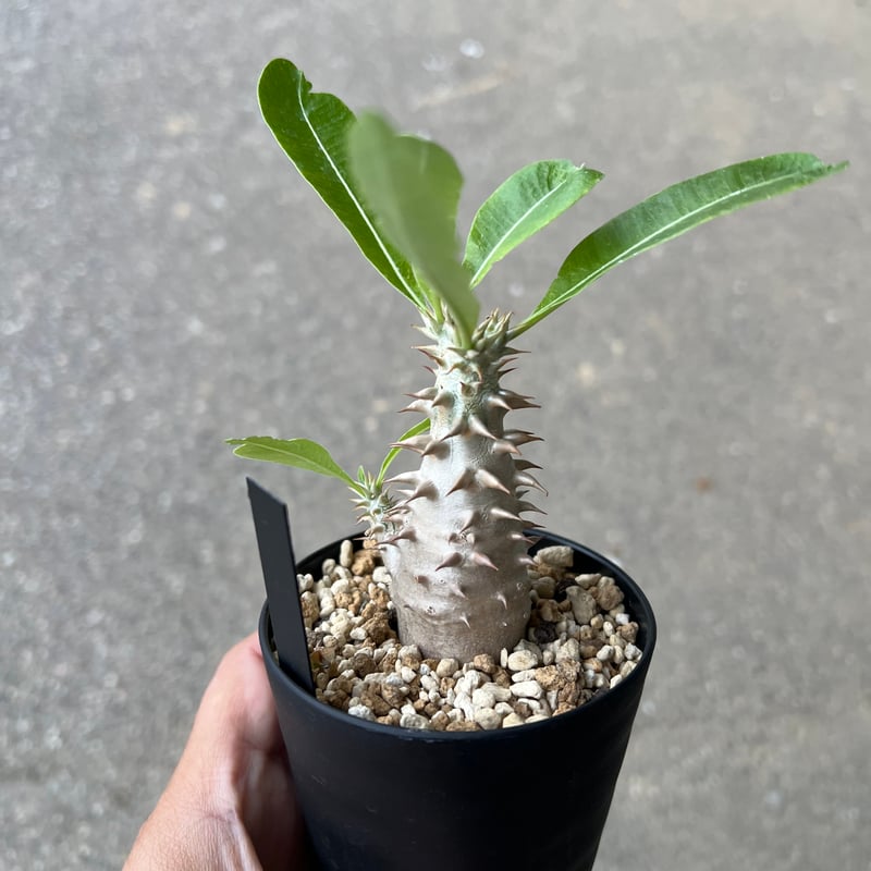 パキポディウム ビカラー1 | STELLA.PLANTS