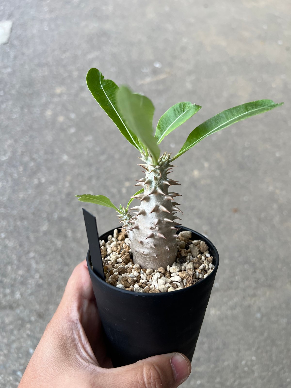 【実生株】パキポディウム　ビカラー　★鉢付き パキポディウム ビカラー1 | STELLA.PLANTS