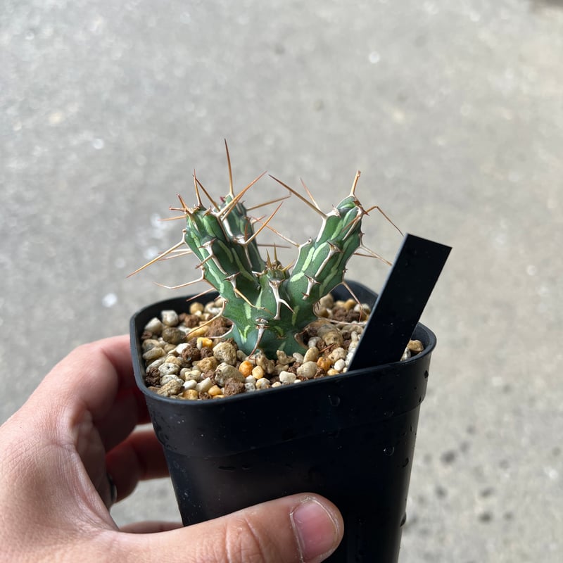 ユーフォルビアカリサナ小【実生苗】