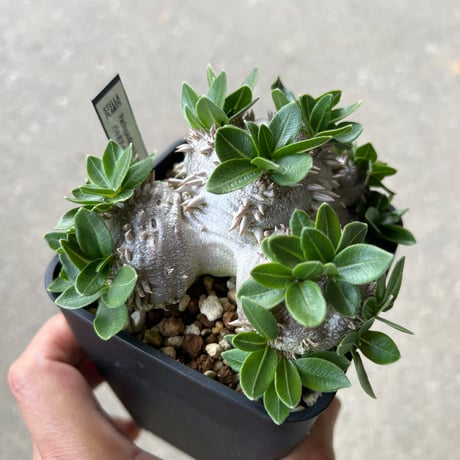 パキポディウム 恵比寿笑い4