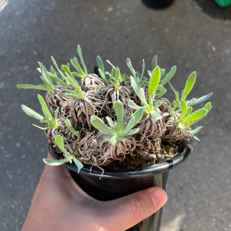 68f9cbd0be11ecb5d0d7d14d