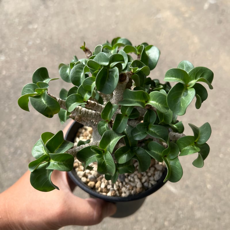 【レア/獅子葉/アデニウム/ブラックスキン】 DHA - A アデニウム D.H.A 獅子葉 1 | STELLA.PLANTS