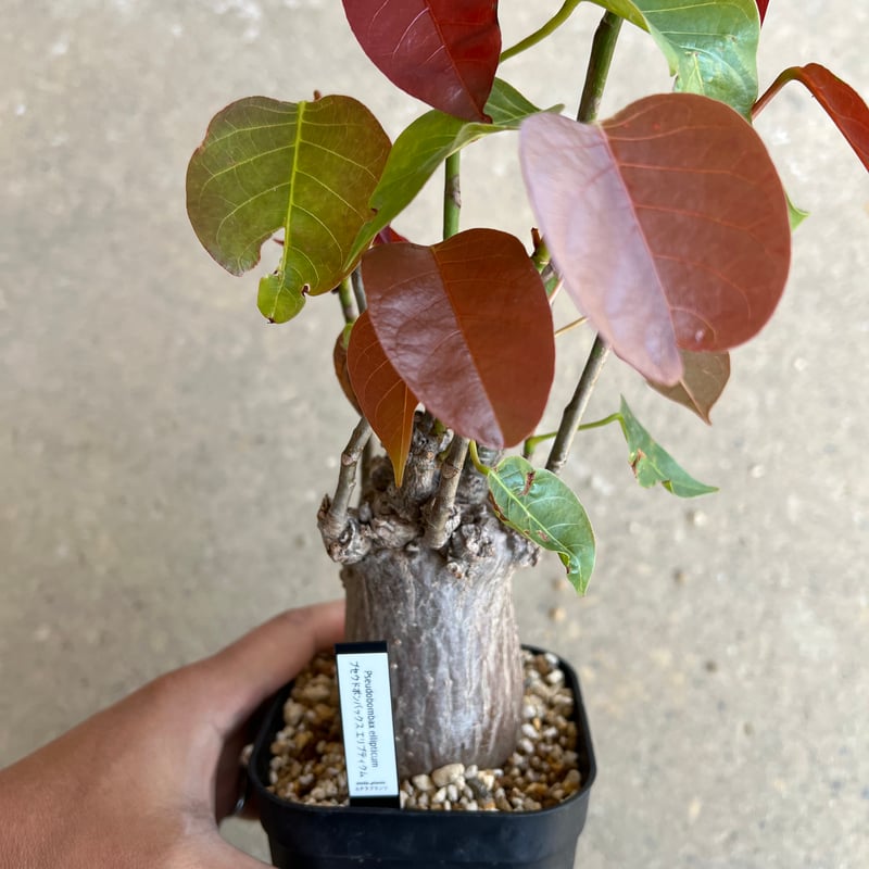 プセウドボンバックスエリプティクム塊根植物コーデックス抜き苗良型