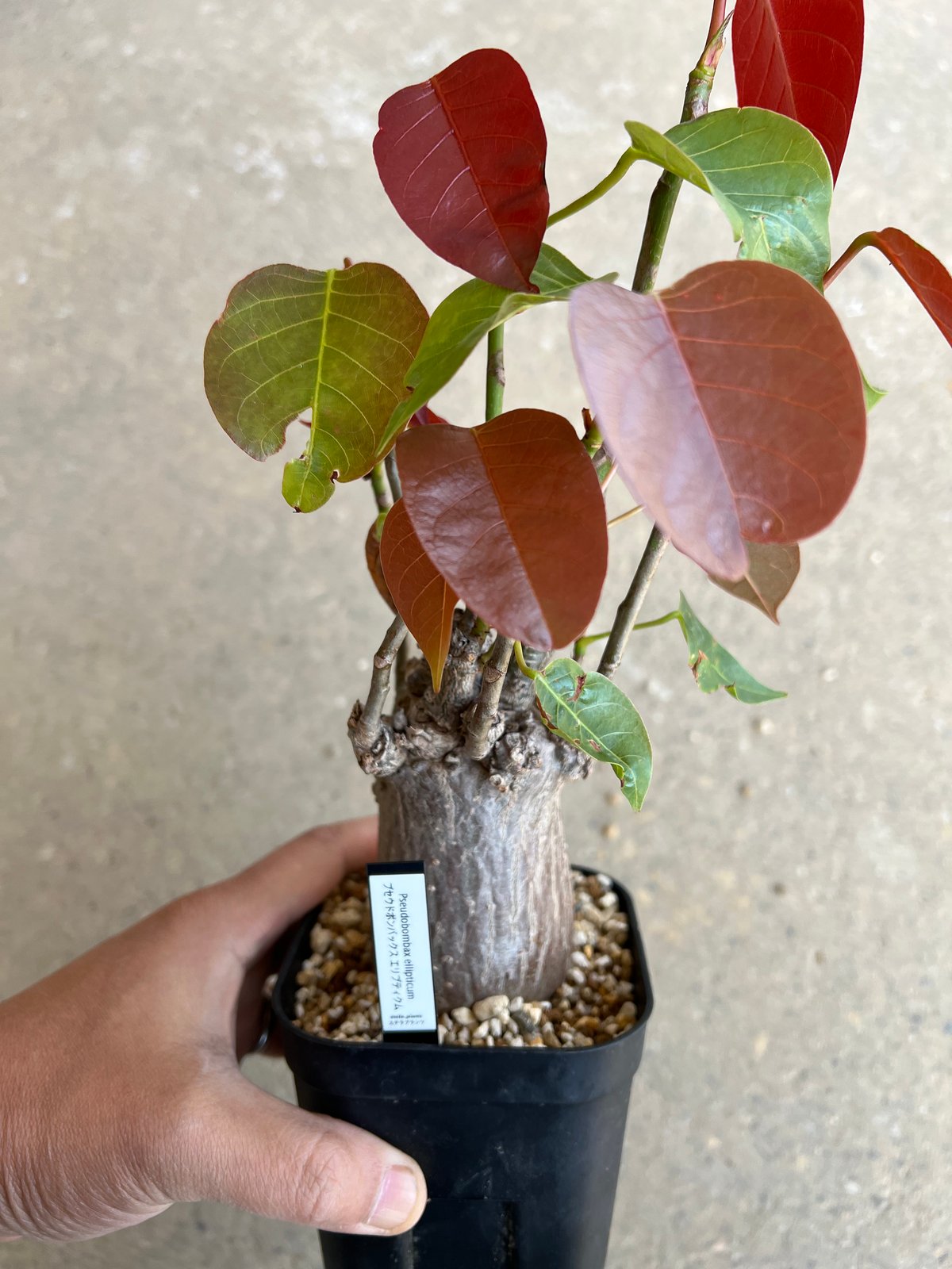 プセウドボンバックス3 | STELLA.PLANTS プセウドボンバックス3 | STELLA.PLANTS
