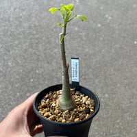 アデニア グラウカ5