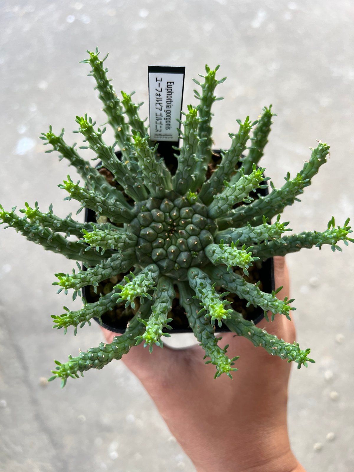 ユーフォルビア　ゴルゴニス ユーフォルビア・ゴルゴニスの基本情報・育て方｜多肉植物