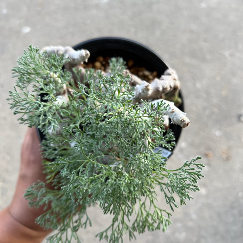 モンソニア　ムルチフィダ モンソニアムルチフィダ | STORES