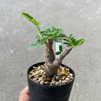 センナ メリディオナリス2