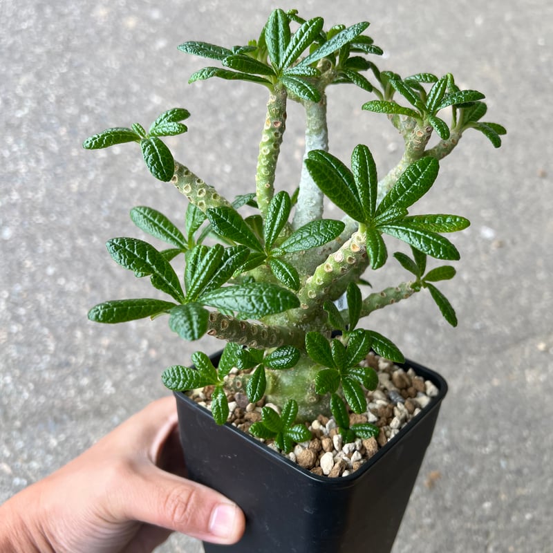 ドルステニア　ギガス ドルステニア ギガス3 | STELLA.PLANTS