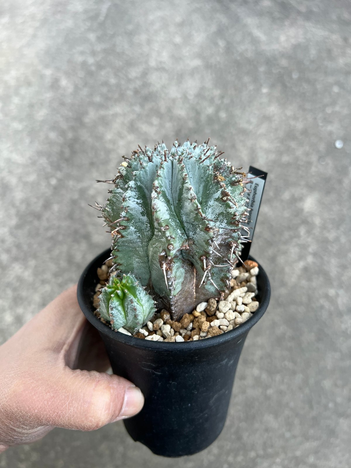 イタリア輸入 ユーフォルビア ホリダ 4 【公式通販】