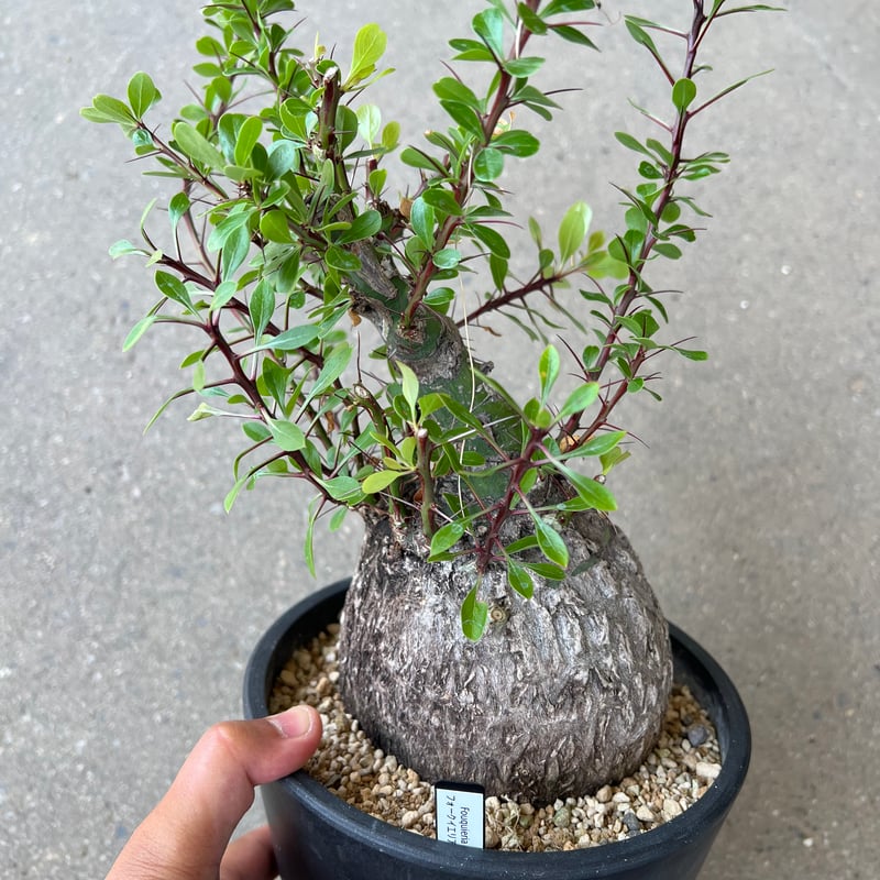 フォークイエリア ファシクラータ | STELLA.PLANTS