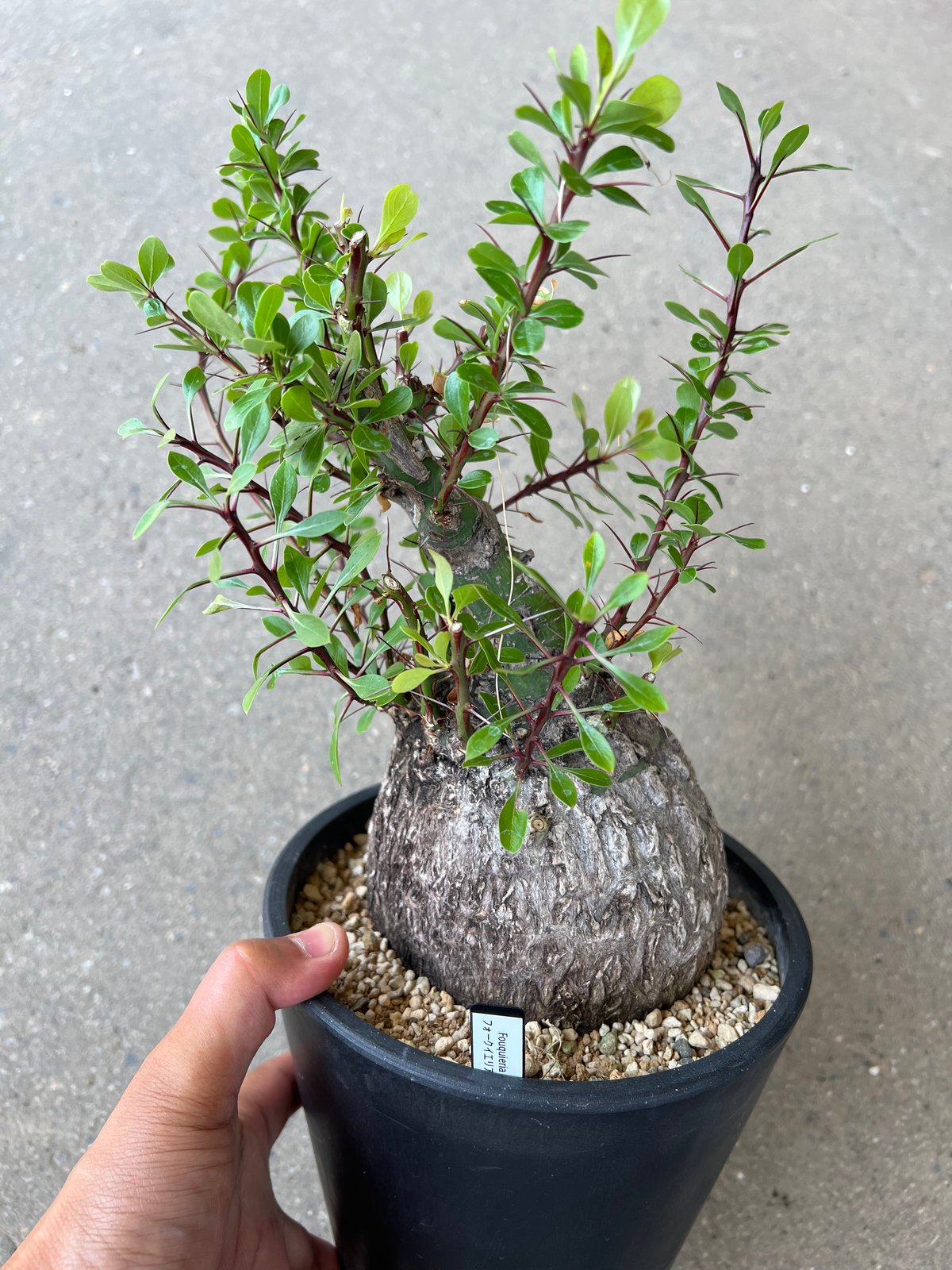 フォークイエリア　ファシクラータ フォークイエリア ファシクラータ | hanayoshi-botanical