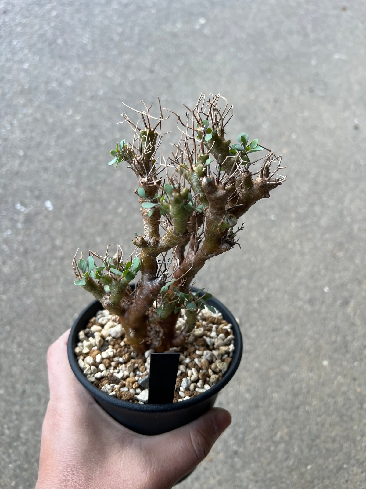 オトンナ ユーフォルビオイデス トリプリネルビア スティンコフ 14本セット オトンナ ユーフォルビオイデス4 | STELLA.PLANTS