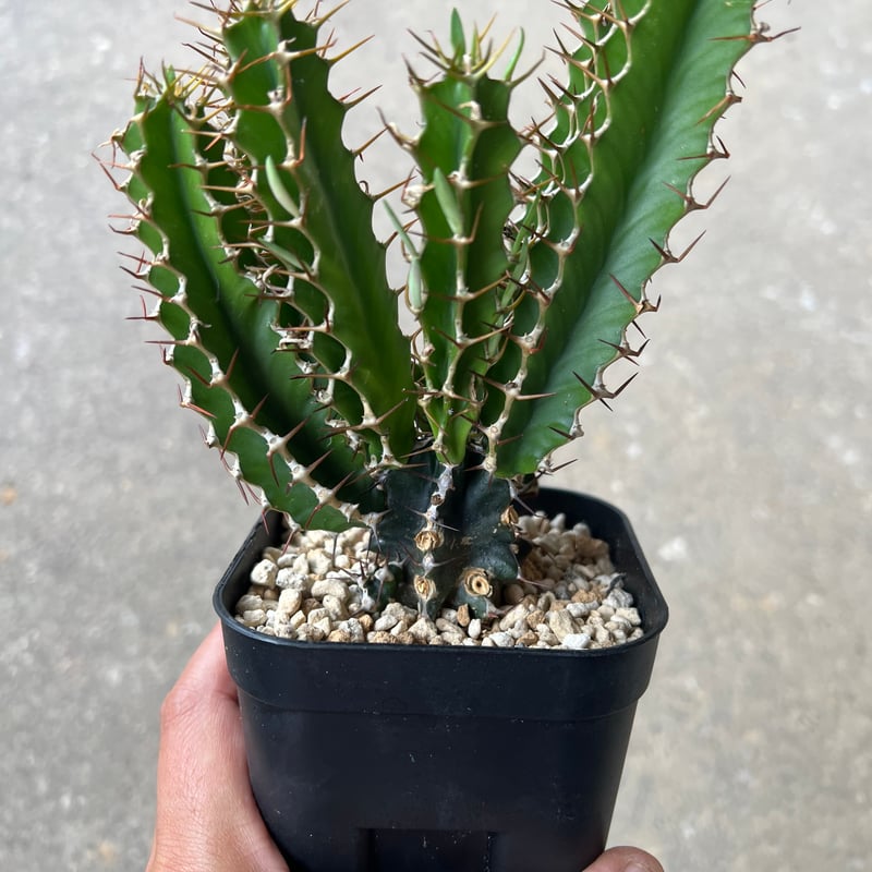 ユーフォルビア　ムランジーナ　【実生苗】　6 ユーフォルビア ムランジーナ6 | STELLA.PLANTS