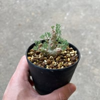 モンソニア ペニクリナム3