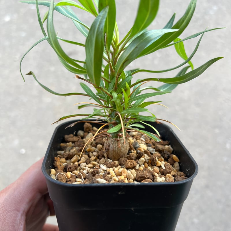 フォークイエリア プルプシー実生 | STELLA.PLANTS フォークイエリア プルプシー実生 | STELLA.PLANTS