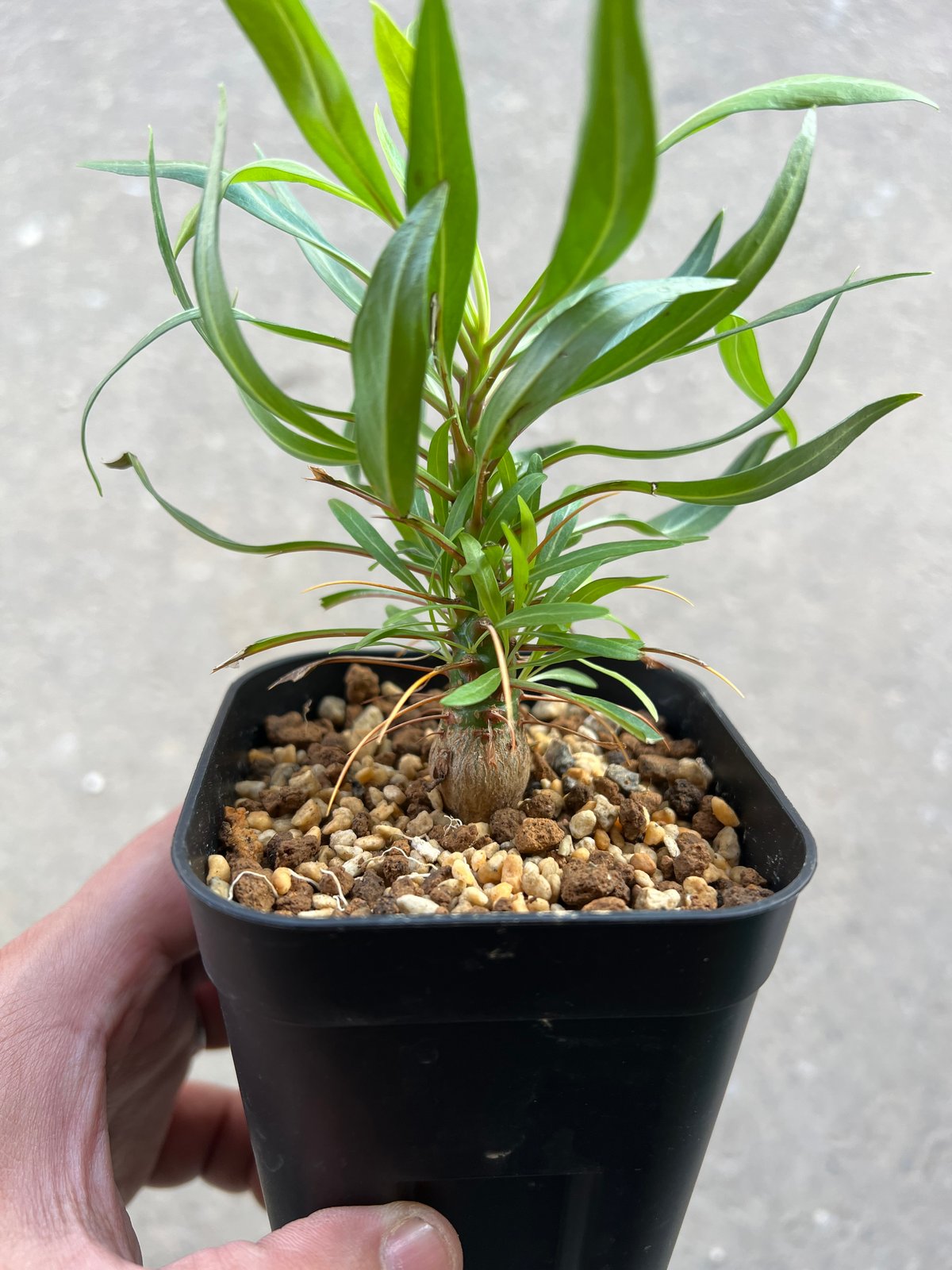 フォークイエリア プルプシー　実生 フォークイエリア プルプシー実生 | STELLA.PLANTS