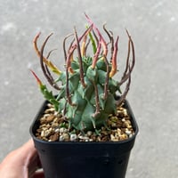 ユーフォルビア スコエランディ 闘牛角 3