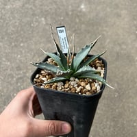 アガベ チタノタ '狼牙' | STELLA.PLANTS