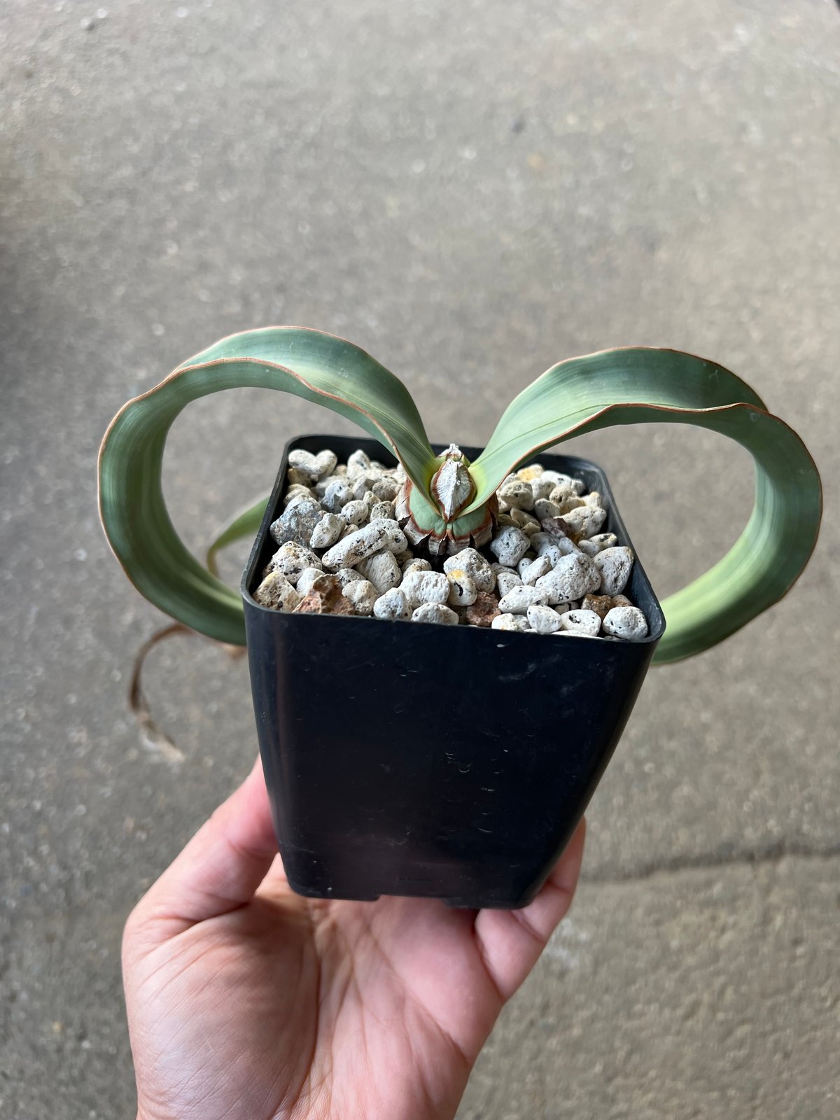 ウェルウィッチア・ミラビリス～Welwitschia mirabilis ウェルウィッチア ミラビリス 2 | STELLA.PLANTS