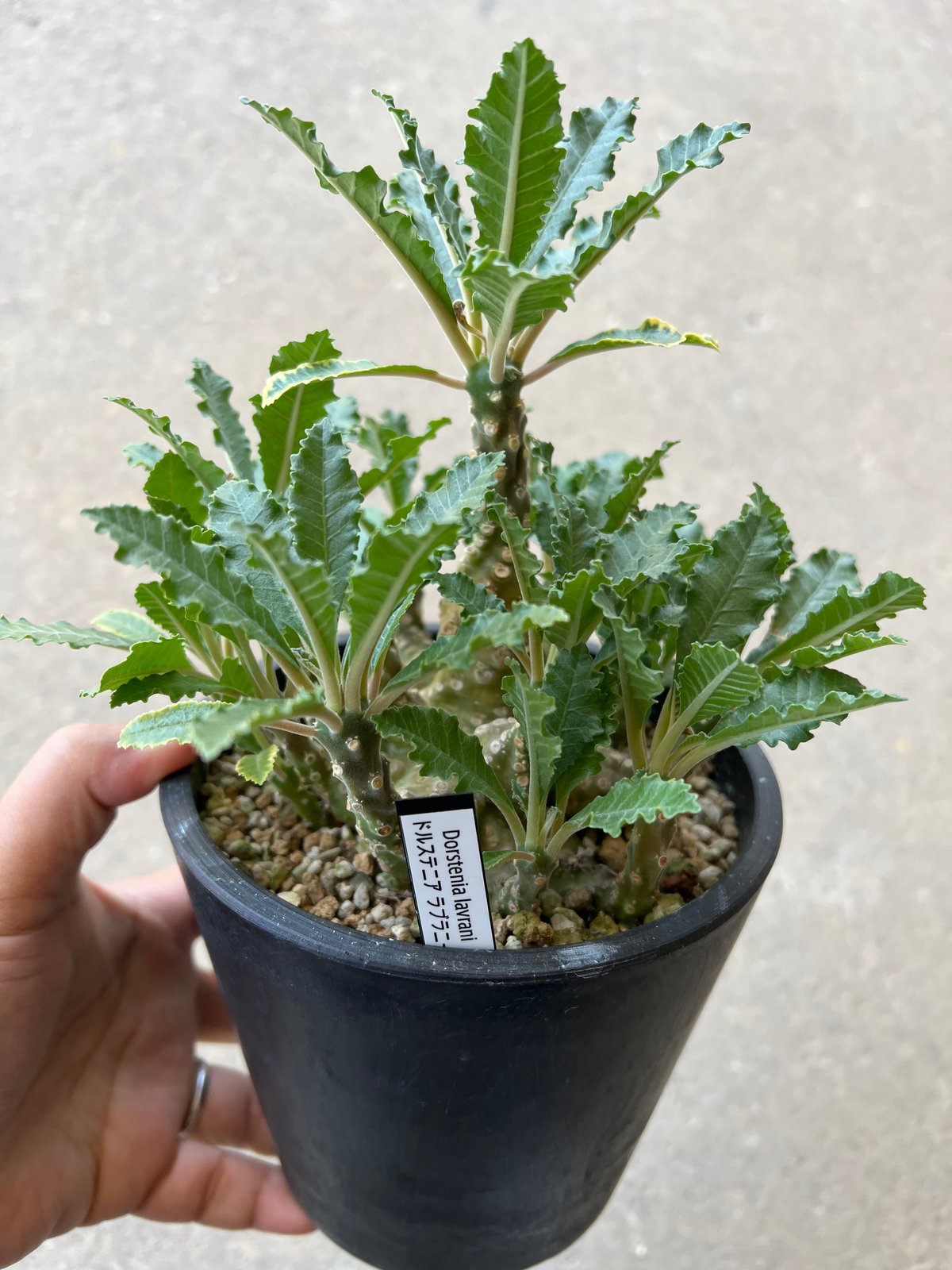 Dorstenia lavrani