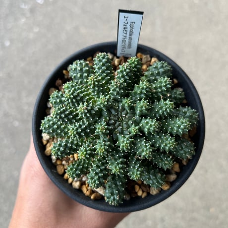 CATEGORY ユーフォルビア | STELLA.PLANTS