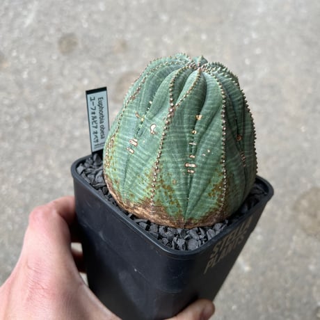 ユーフォルビア オベサ7