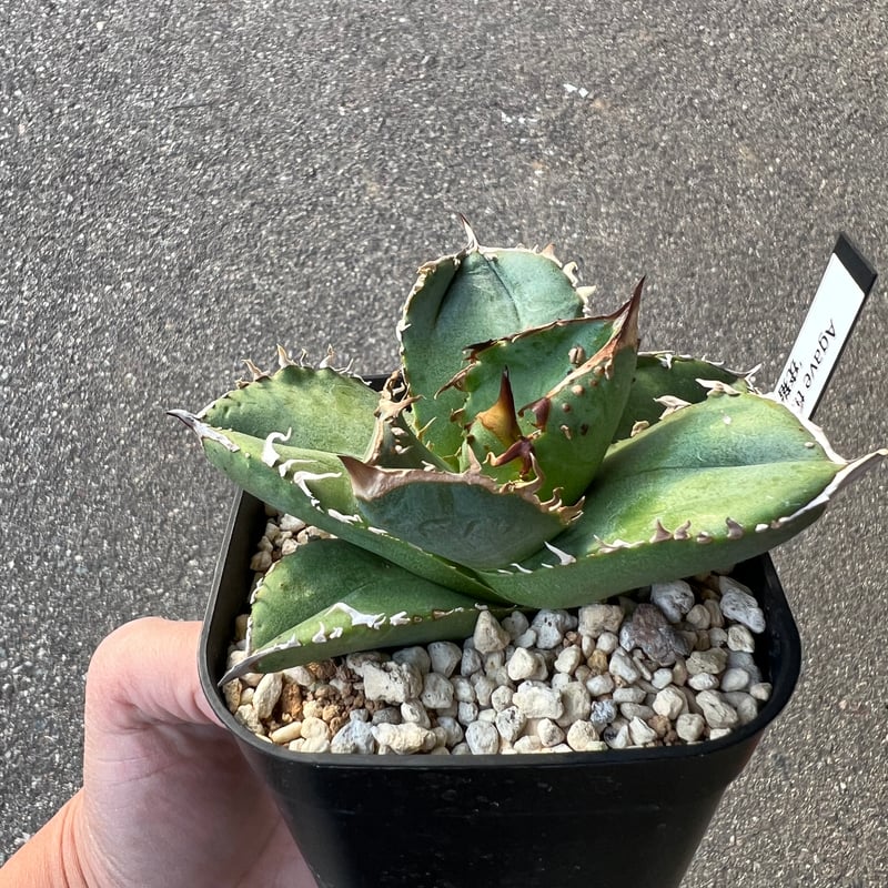 アガベ チタノタ 疣猪1 | STELLA.PLANTS