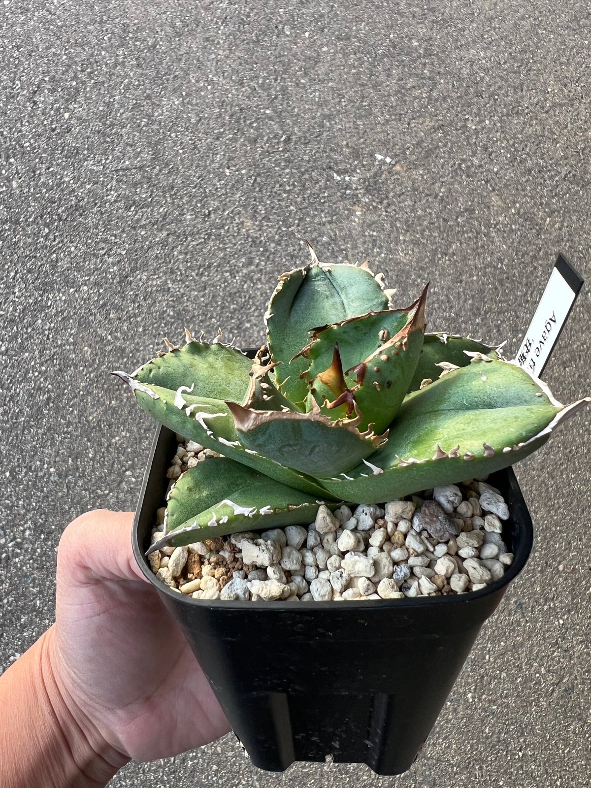 アガベ チタノタ 疣猪 アガベ チタノタ 疣猪1 | STELLA.PLANTS