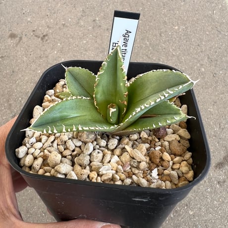 初売り】60 匿名配送 特選 特大 アガベ チタノタ 白豪刺TC ⑤ 初売り