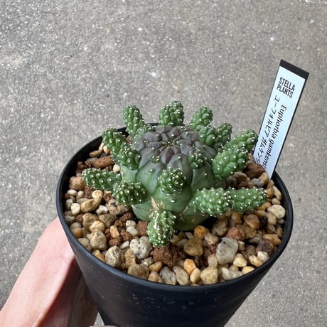 ユーフォルビア ガムケンシス1