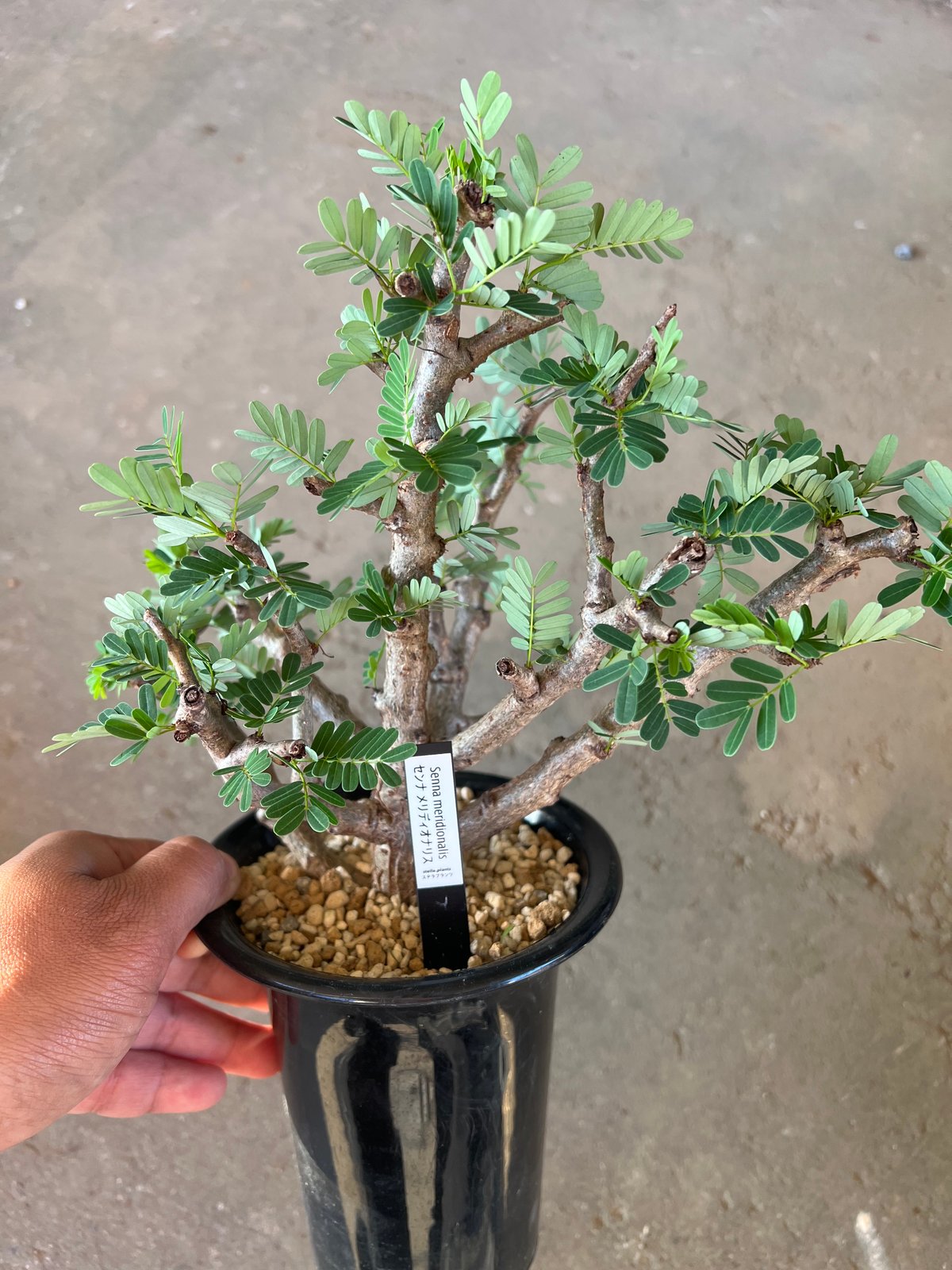 センナ メリディオナリス | STELLA.PLANTS