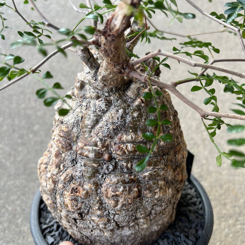 s*t様 オペルクリカリア　パキプス オペルクリカリア パキプス | STELLA.PLANTS