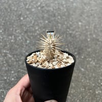 ユーフォルビア ギラウミニアナ　2株のみ