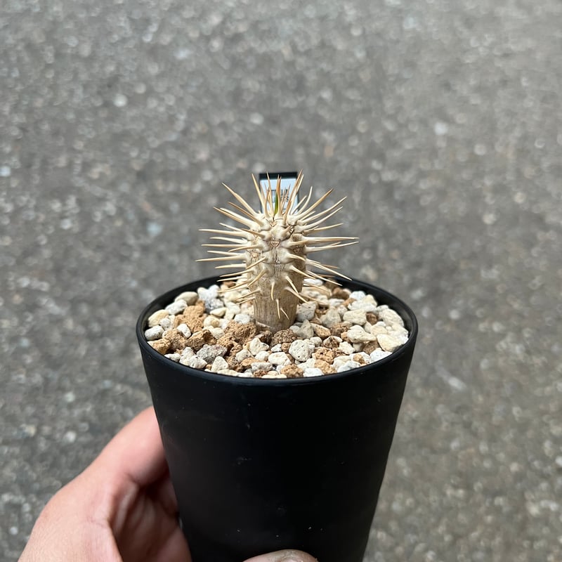 ユーフォルビア ギラウミニアナ 2株のみ | STELLA.PLANTS